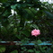 薔薇と鉄柵。