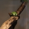 蛙