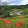 丘に咲く彼岸花 - ②