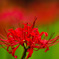 曼珠沙華