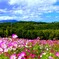 秋桜