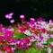 秋桜