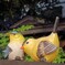 鳥の置物