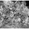 frequency 3039