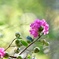 花と実