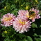 公園の花