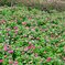 pinkの花畑　新潟ふるさと村