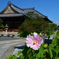 250916妙蓮寺05