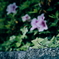 路肩の草花