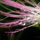 雨滴休むネムの花