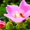 芙蓉