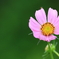 小さな花に小さな虫が