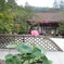 ハスの花