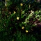 公園の花