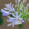 アガパンサス　　IMG-250920