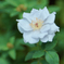 淡いブルーの薔薇