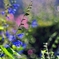 庭の花2025 (メドーセージ) 