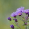終わりの始まりの花