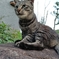 世界陸上を見て疼く猫