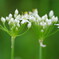 ニラの花　４