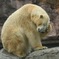 クマった