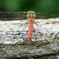 ♂