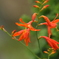 季節の花MCDXCVIII！