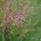 真昼の線香花火
