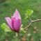 秋に咲く春の花