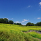 レモンブライト_昭和記念公園
