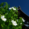 250916妙蓮寺16