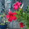  ご近所の花ー2