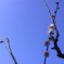 梅と空