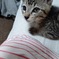 うちのニューフェイス　虎太郎