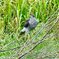 オオタカの狩り2