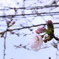 開花
