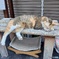 開店はまだだニャン