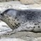ゴマフアザラシ(しながわ水族館)