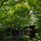 京都八竹庵　中庭2
