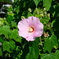 フヨウの花