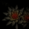 漆黒に咲く花