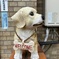 ウェルカム犬