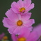 夕方秋桜