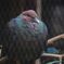 烏鳩