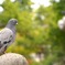 神社の鳩