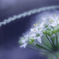 ネギの花