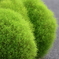 街の草木