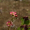季節の花MCDXCVII！