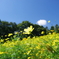 レモンブライト_昭和記念公園