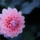 dahlia